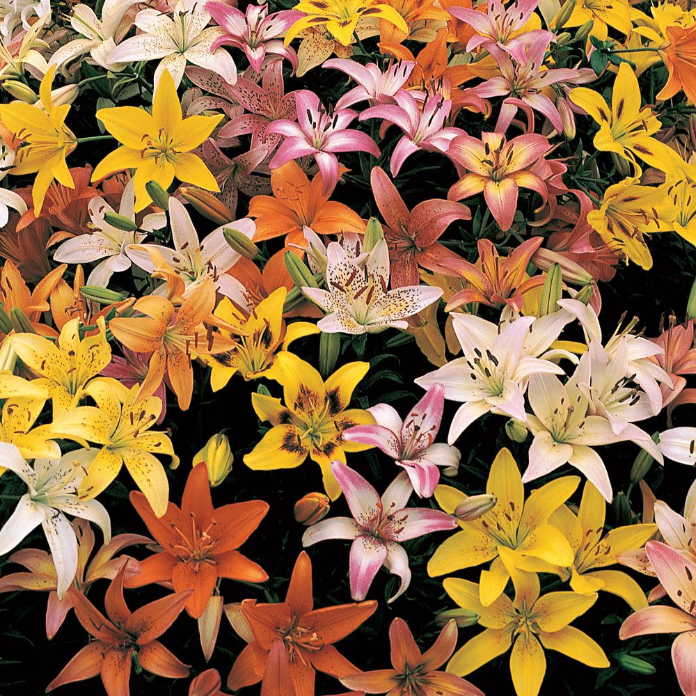 Lilium Naturalizing Mixture White Flower Farm