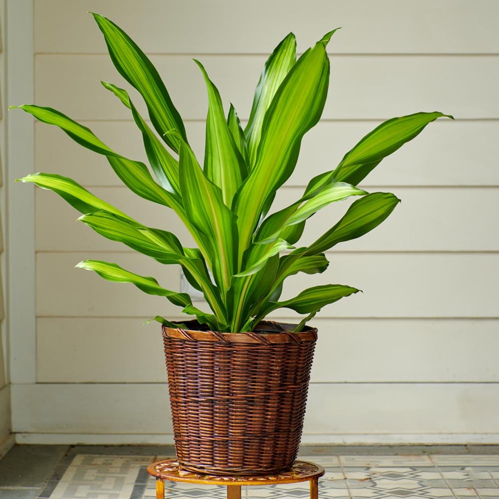 Dracaena 'Golden Heart' White Flower Farm