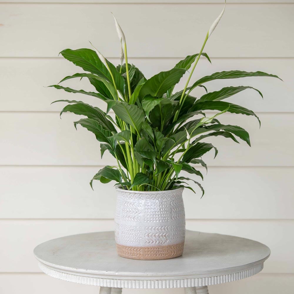 Peace Lily 'Flower Bunch' White Flower Farm