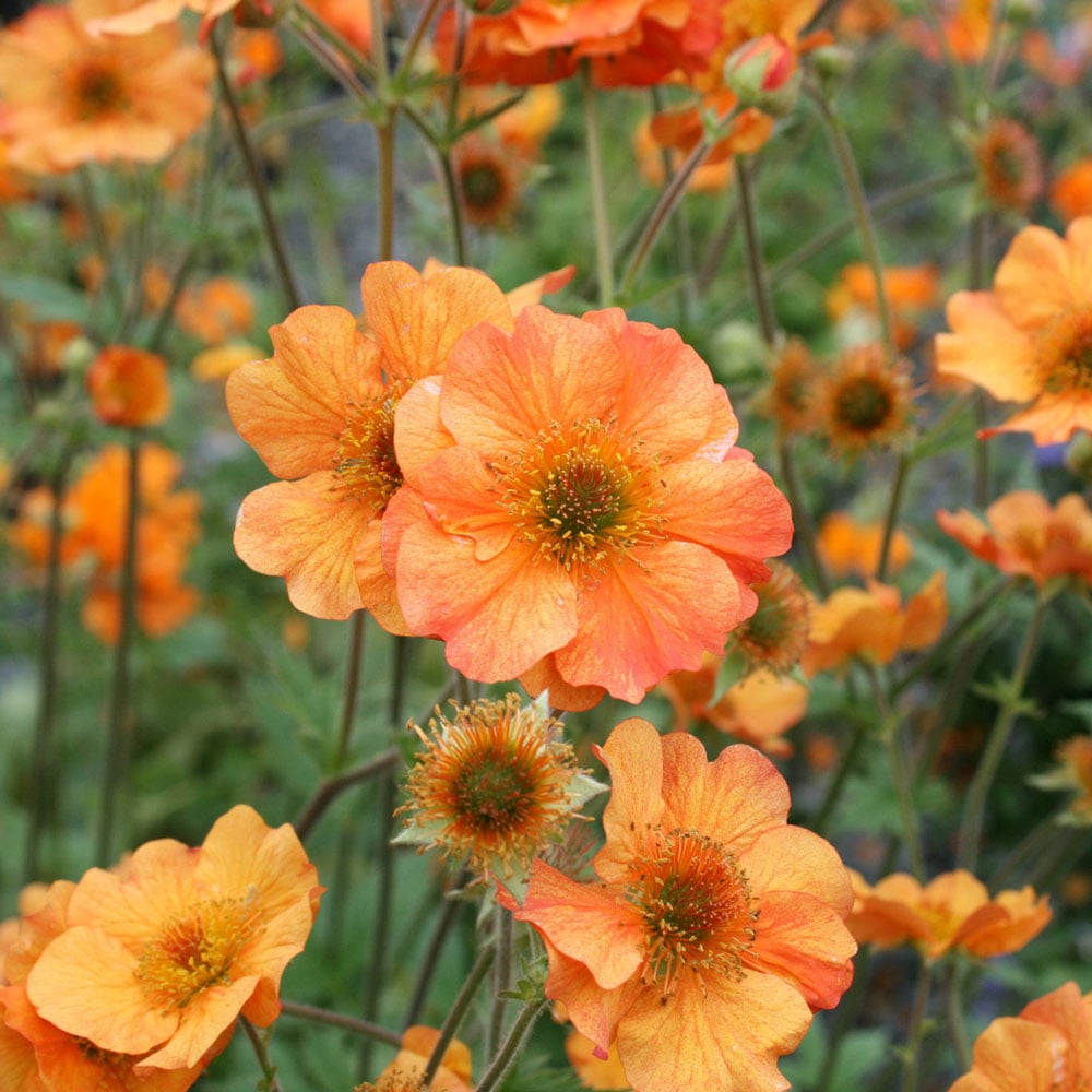Geum 'Totally Tangerine' White Flower Farm