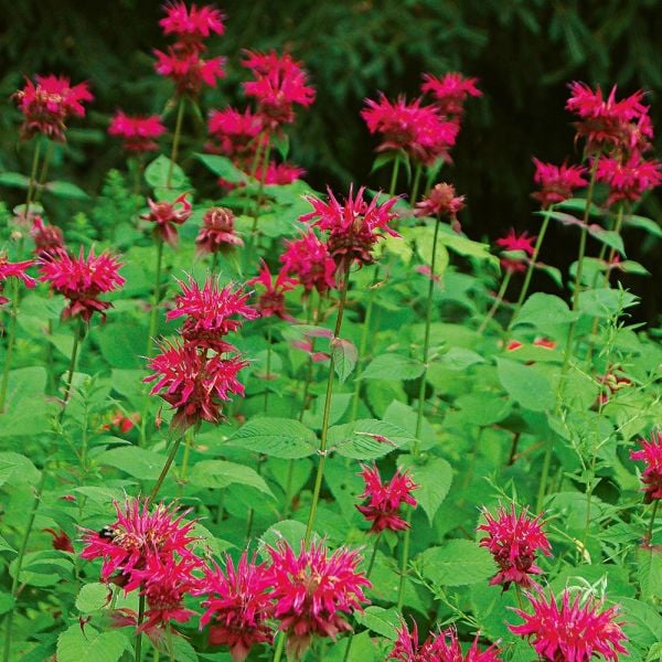 Bee Balm Plants White Flower Farm