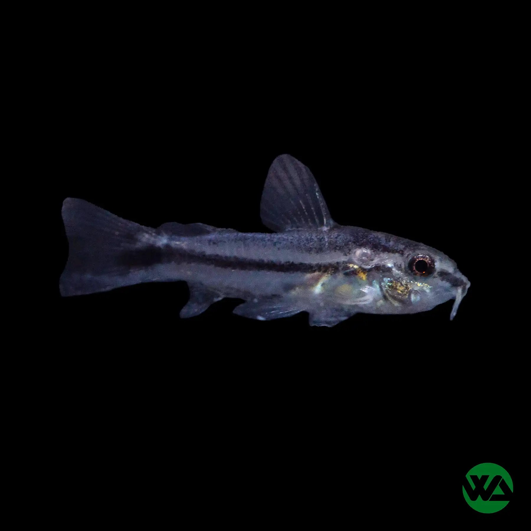 Pygmy Cory Corydoras pygmaeus Whitlyn Aquatics