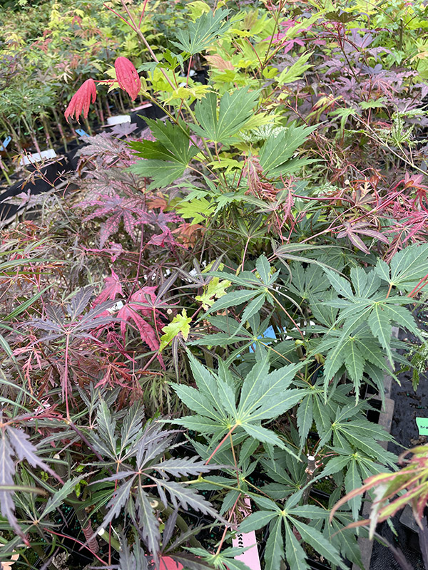 Current Maple List Whitman Farms