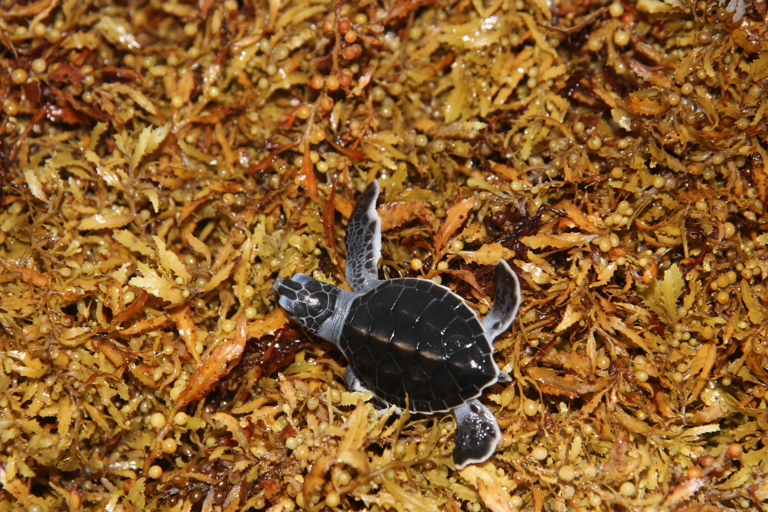 Baby Sea Turtles ⋆ Whitney & ErickWhitney & Erick