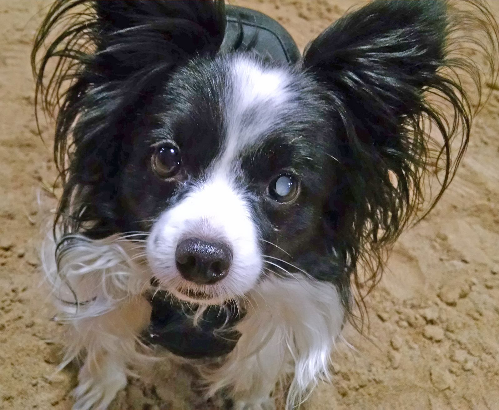 Cataracts in Dogs Whole Dog Journal