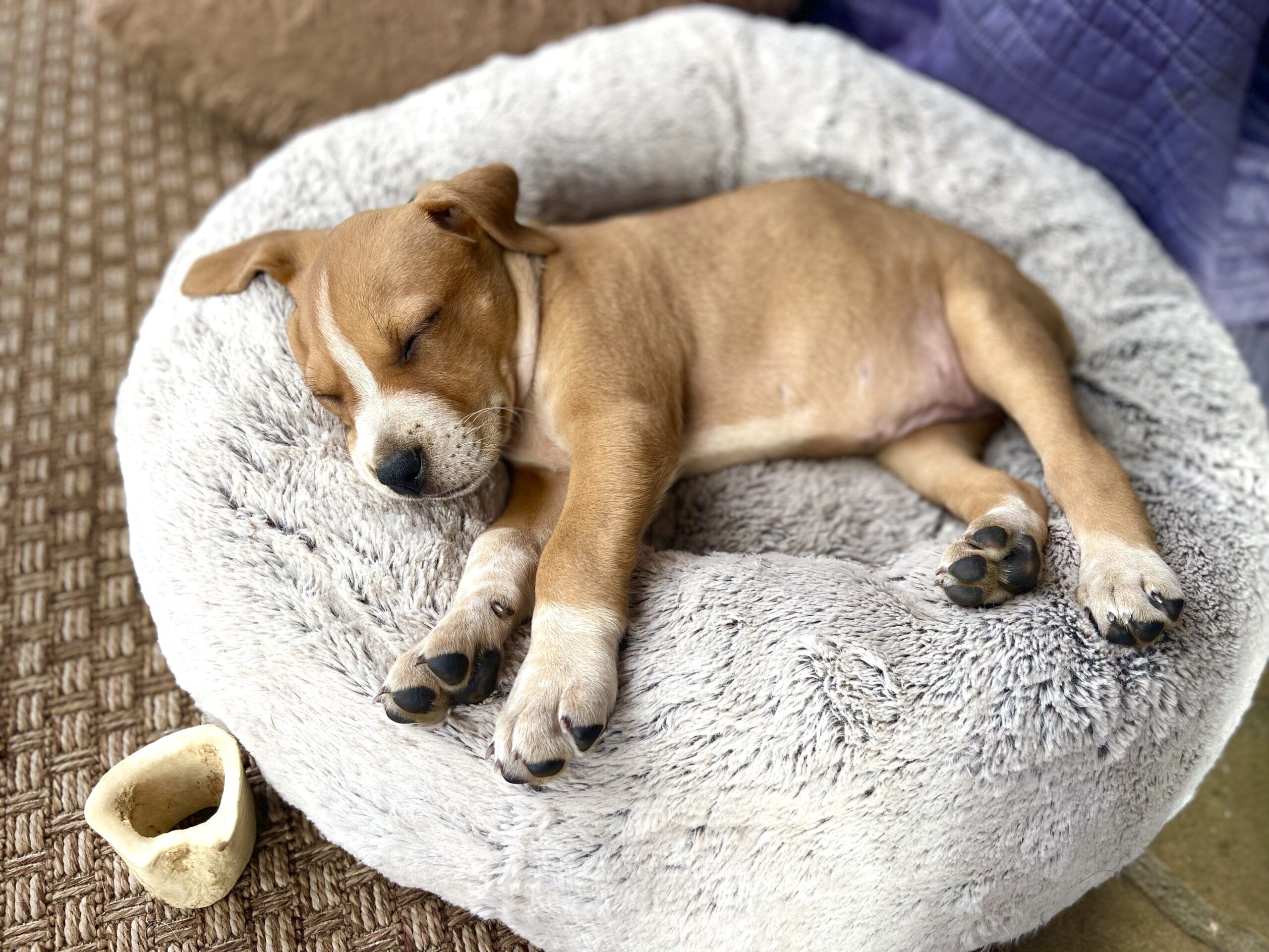 How to Get a Puppy to Sleep Through the Night Whole Dog Journal