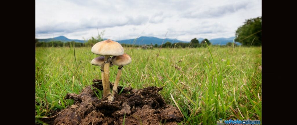 Tutoriel PF Tek Comment faire pousser des champignons