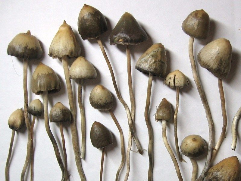 Everything You Need To Know About Liberty Caps Iconic Shroom!
