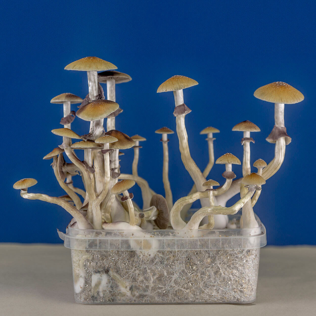 Top 5 Advantages Of A Magic Mushroom Grow Kit Shrooms!