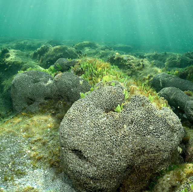 “Islands in the Sand” a Book on Florida’s Nearshore Hardbottom Reefs