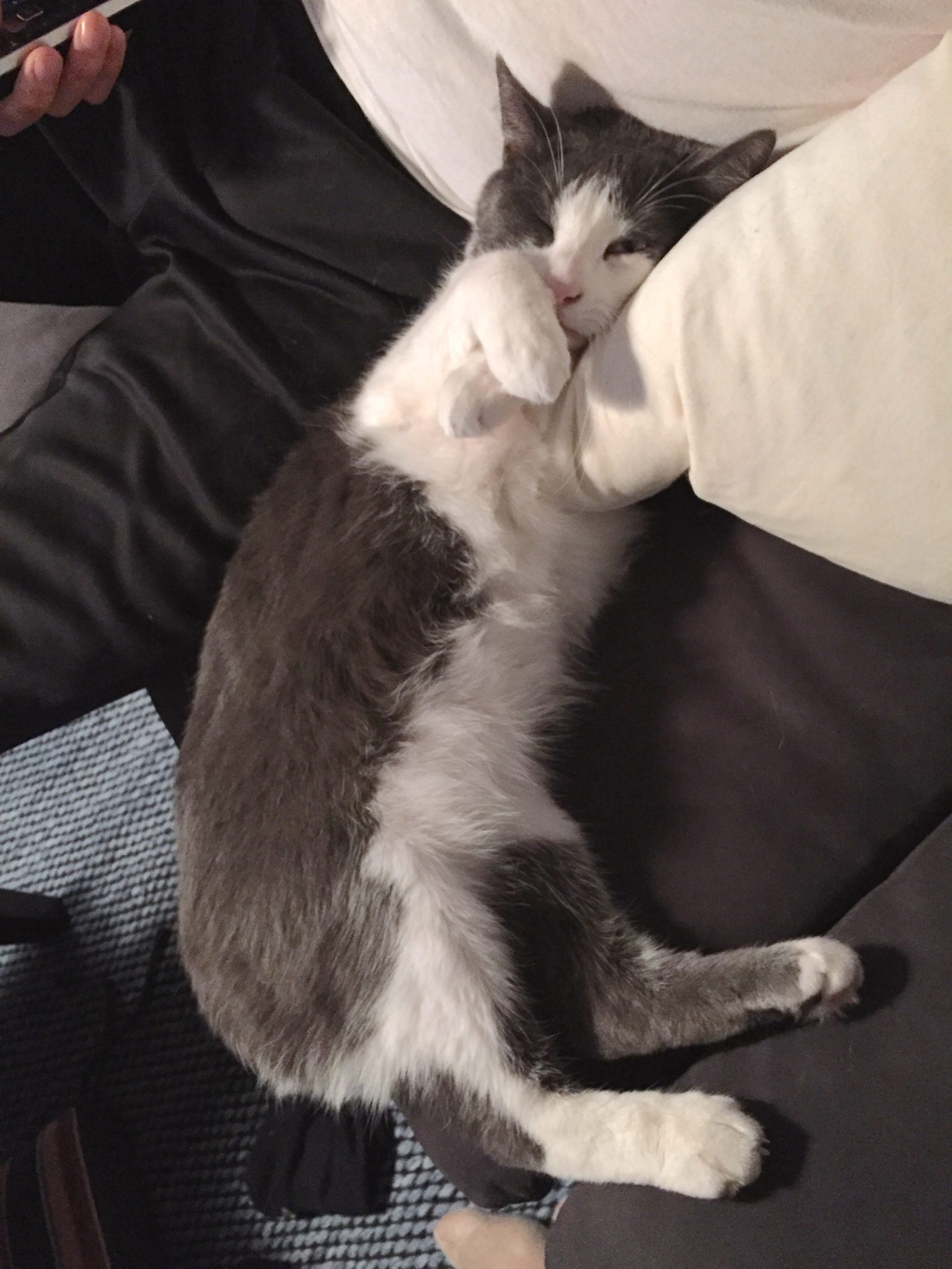 How To Travel (Or Move!) With Your Cats
