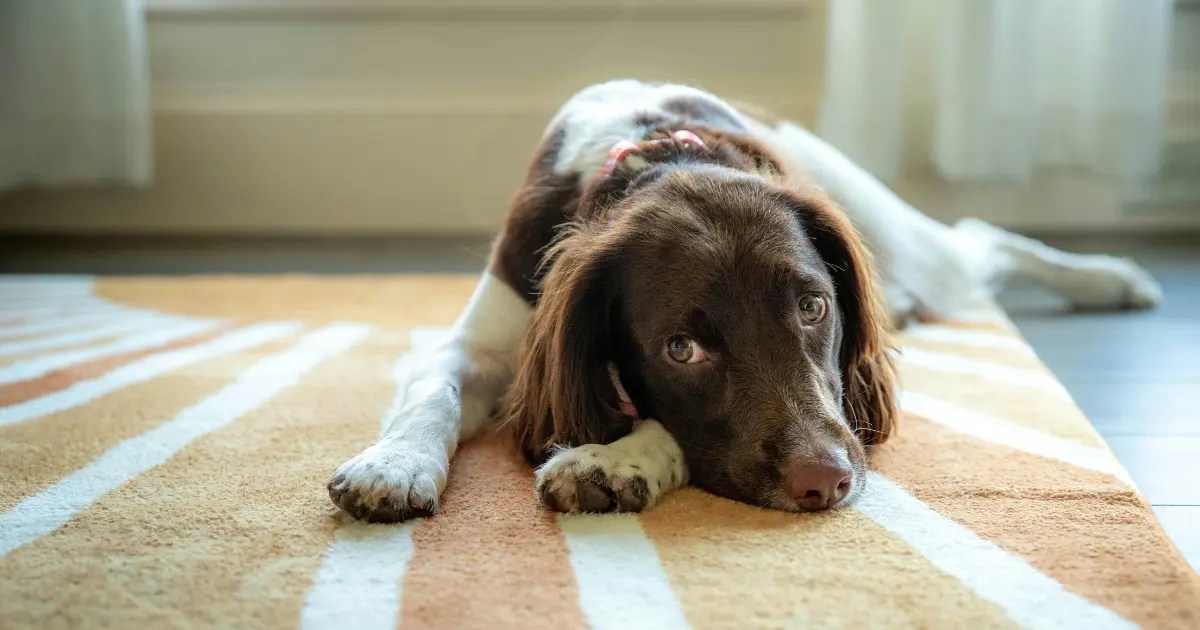 Why Do Dogs Scratch the Carpet 5 Surprising Reasons to Know