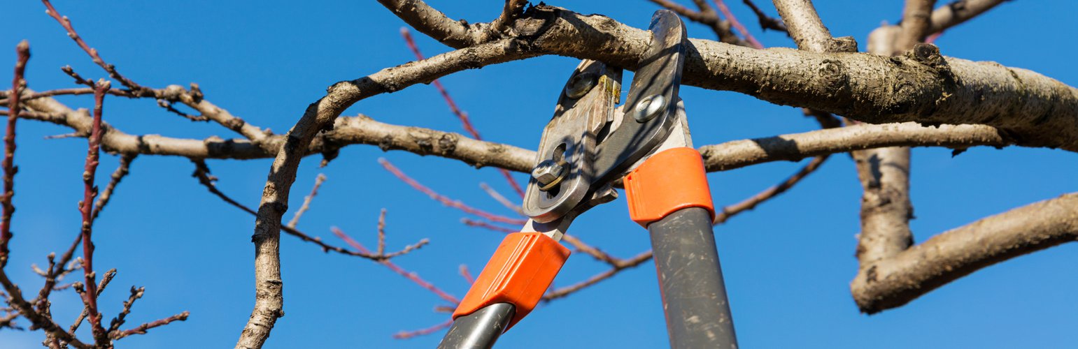 5 Key Tips for Good Tree Pruning