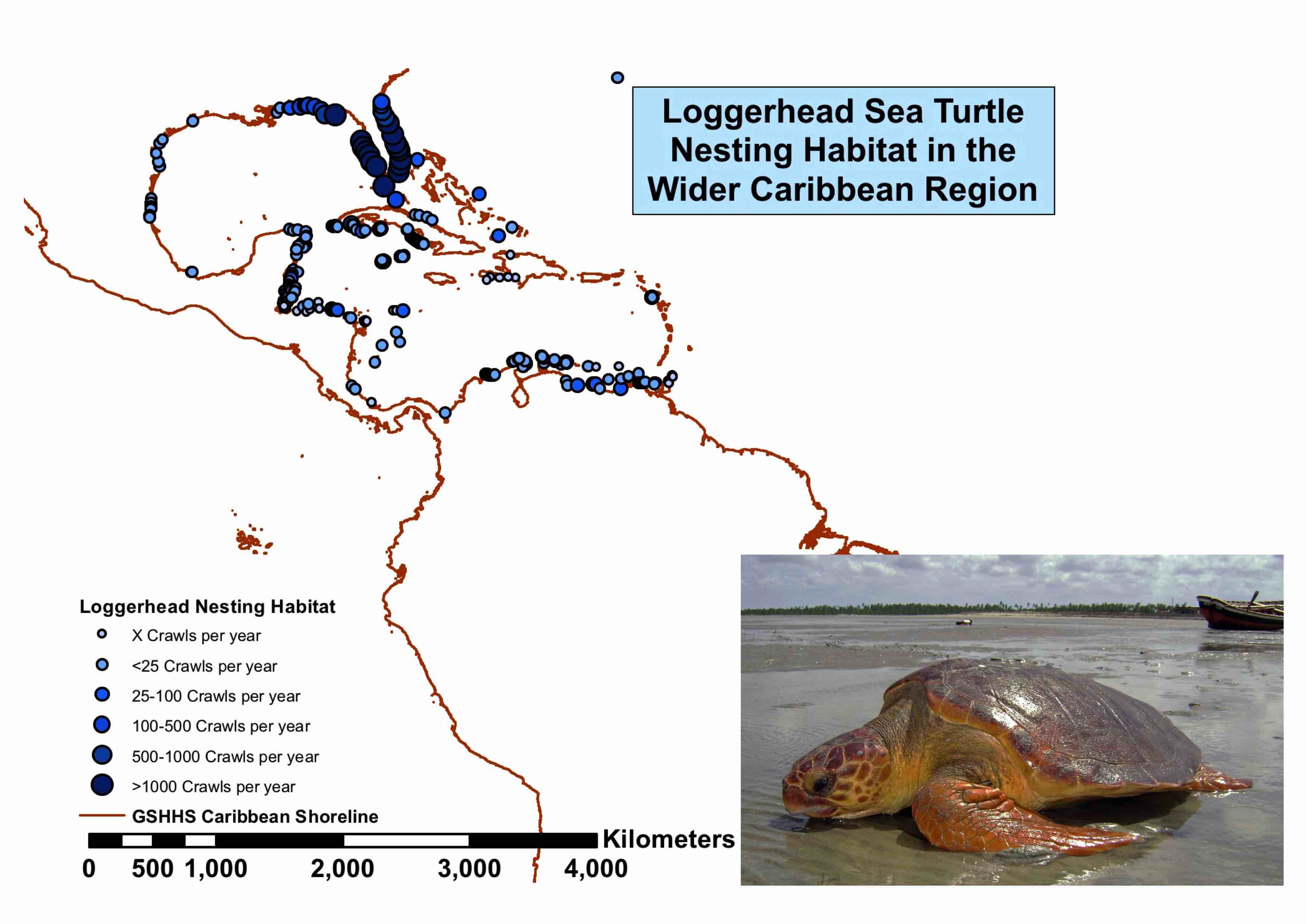 Loggerhead Population Trends
