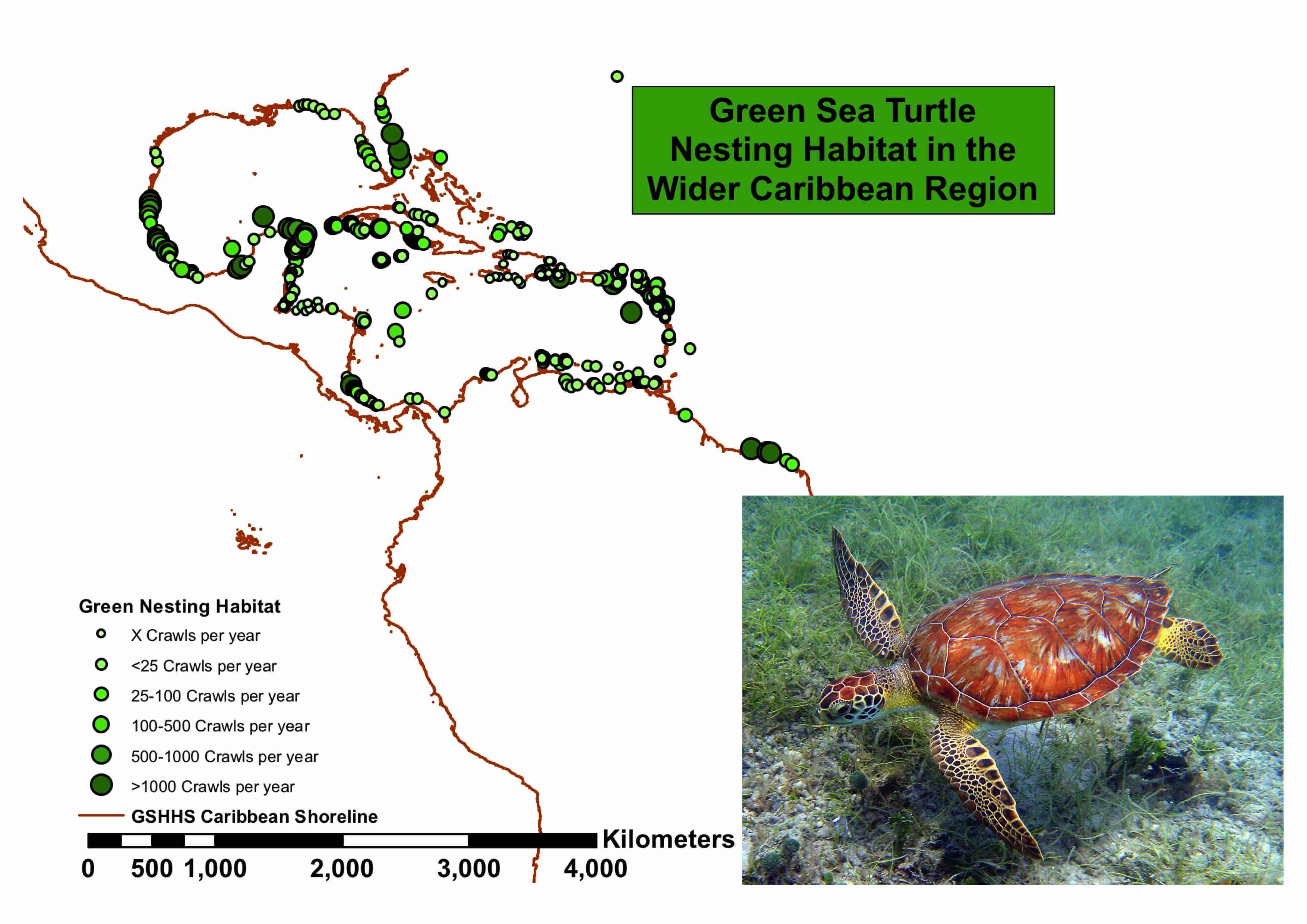 Green Turtle Population Trends
