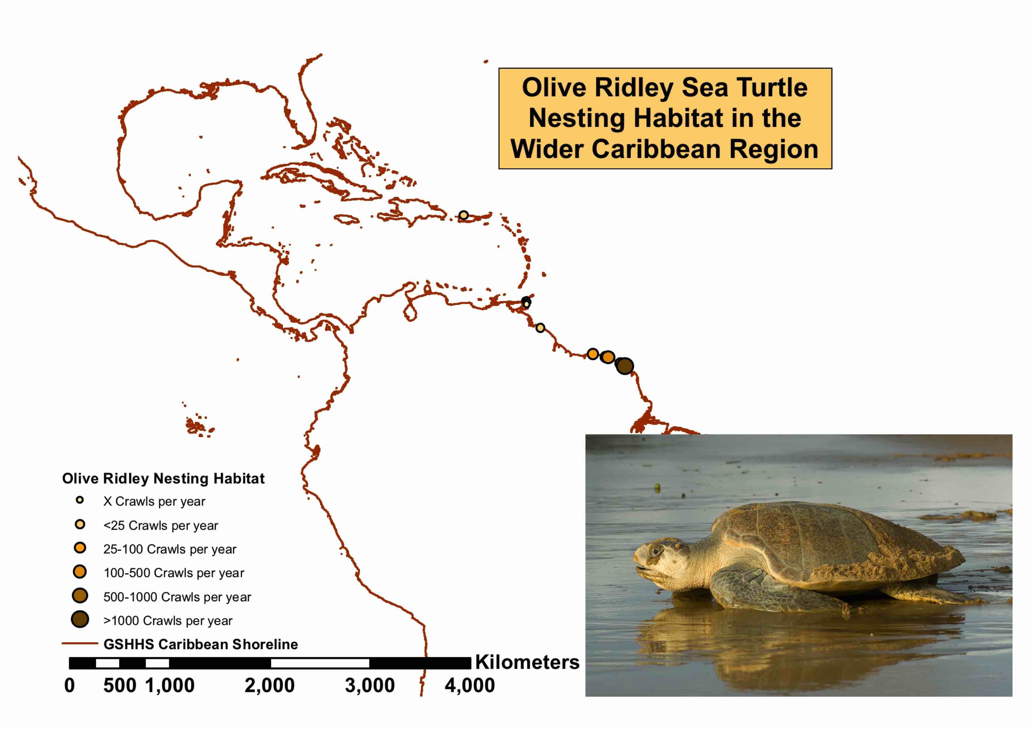 Sea Turtle Population Map