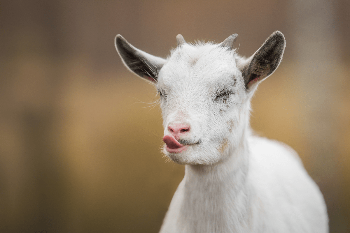 20 Best Goat Names for Your Furry Kid