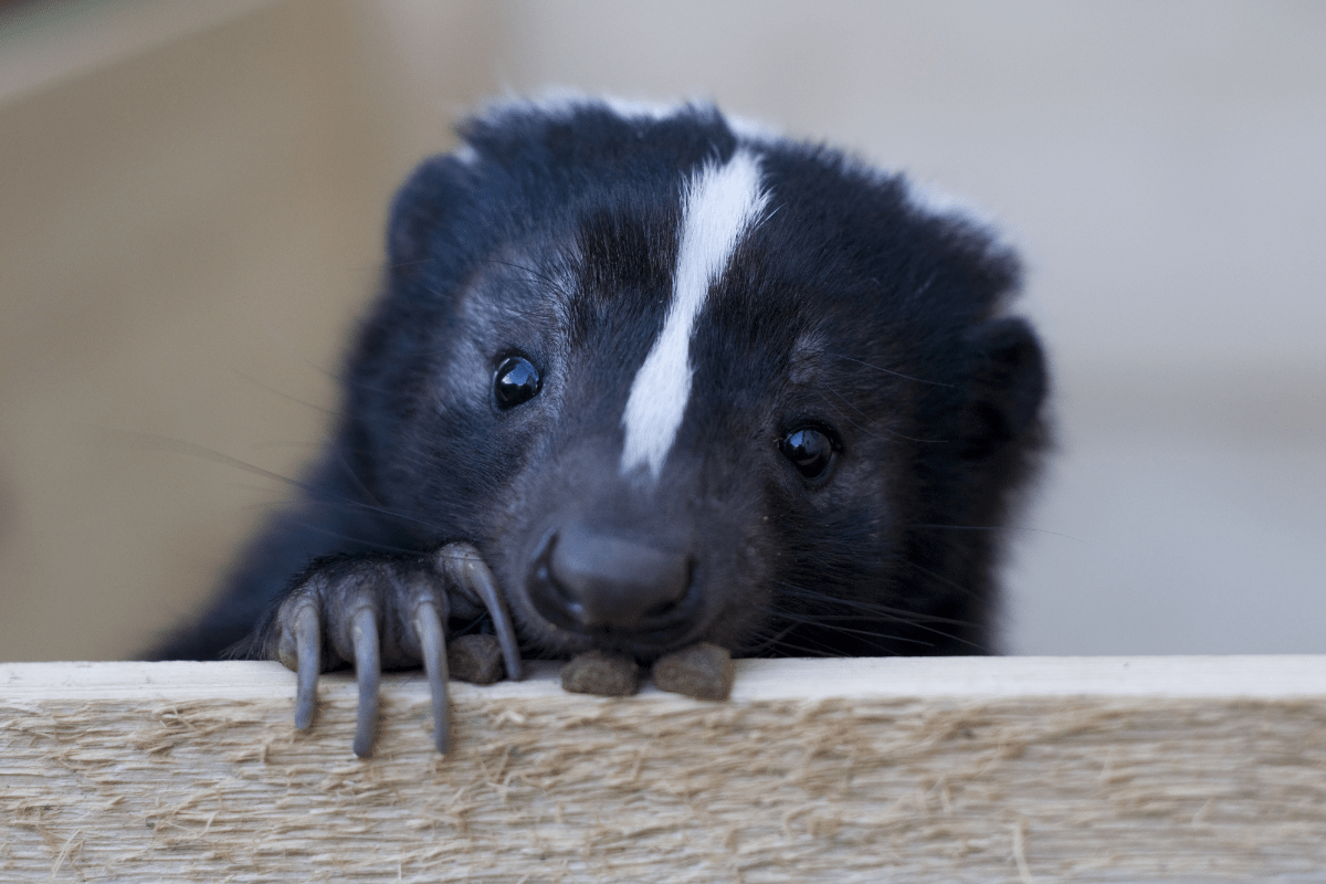 Skunks As Pets Where They're Legal + How To Care For One