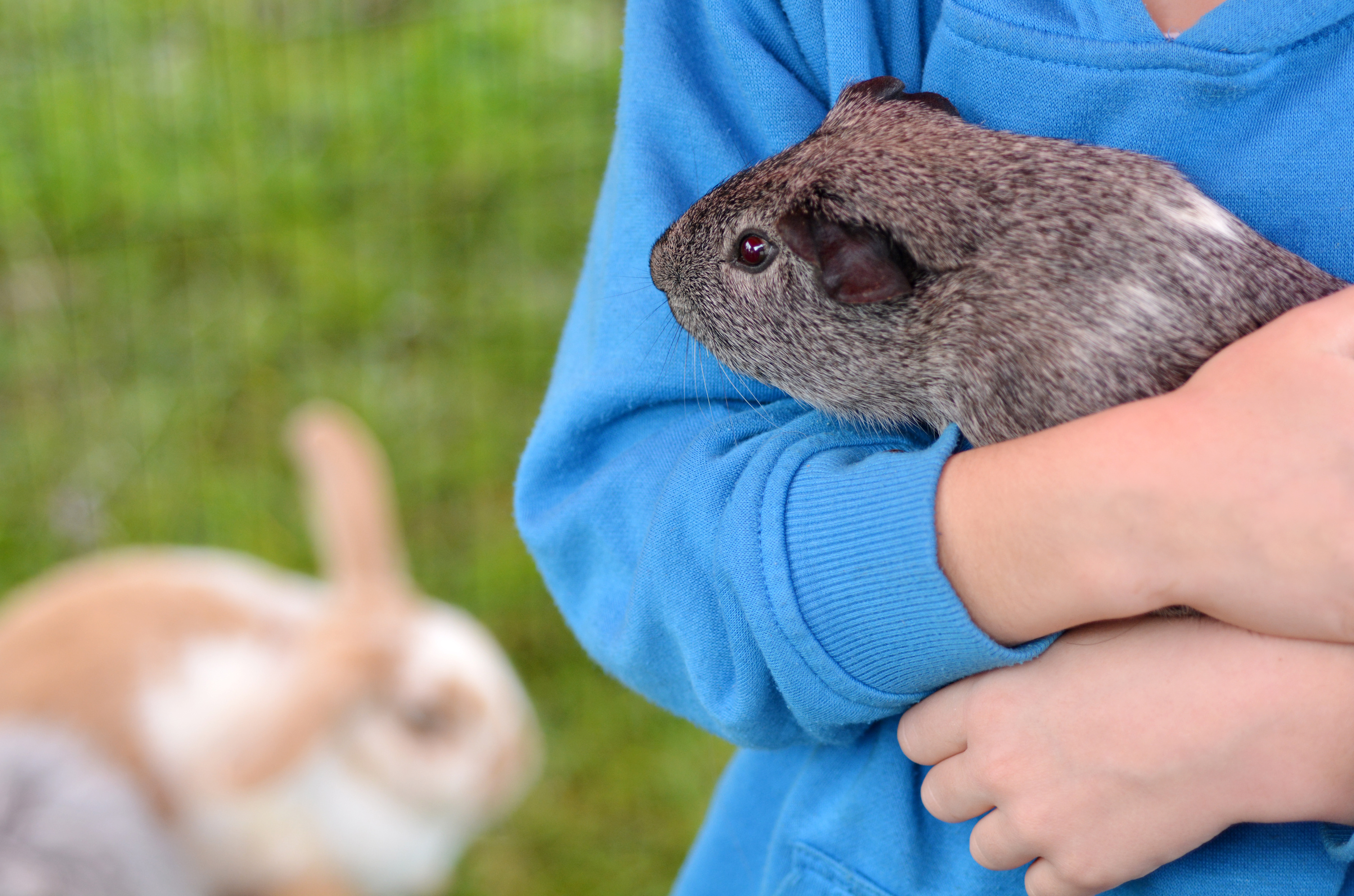 Here's How to Hold a Guinea Pig Correctly