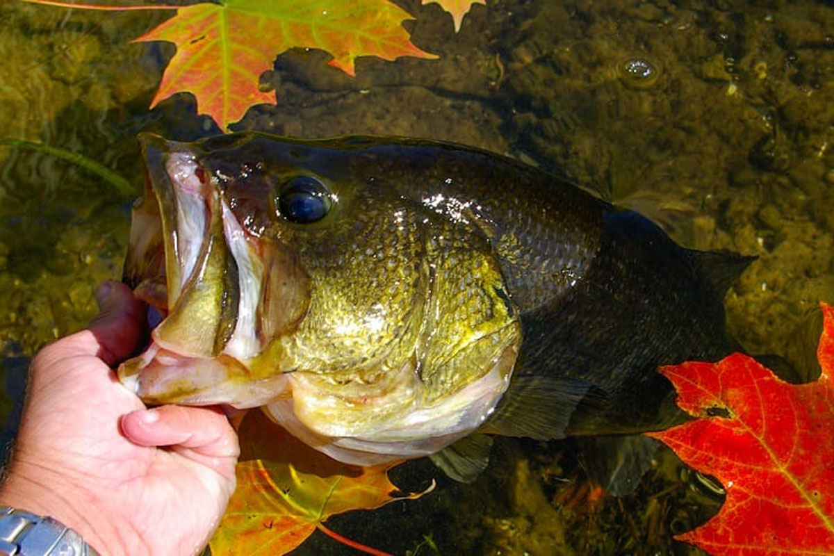 4 Proven Baits for Better Fall Bass Fishing Wide Open Spaces