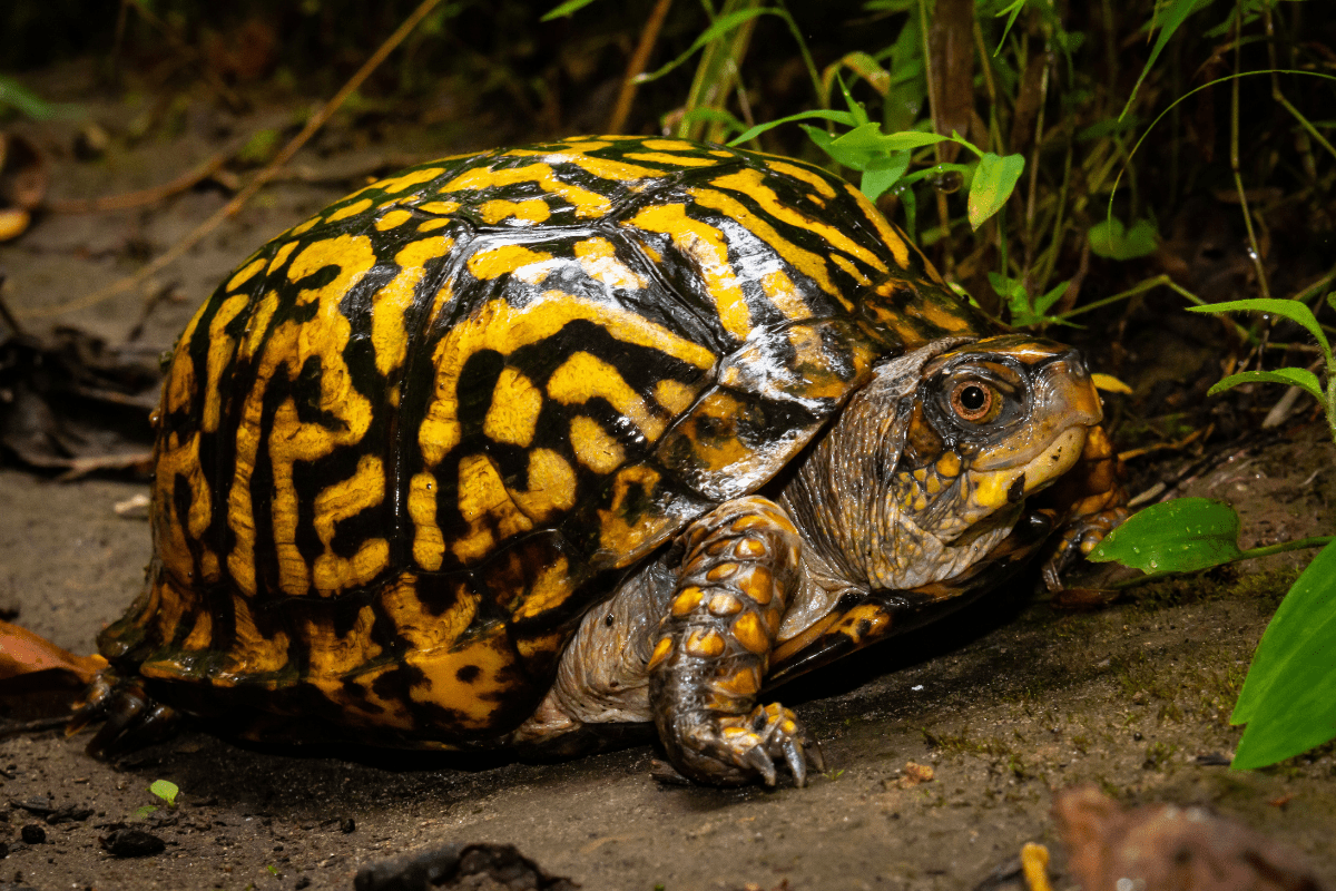 Eastern Painted Turtle One of North America's Most Common and Colorful