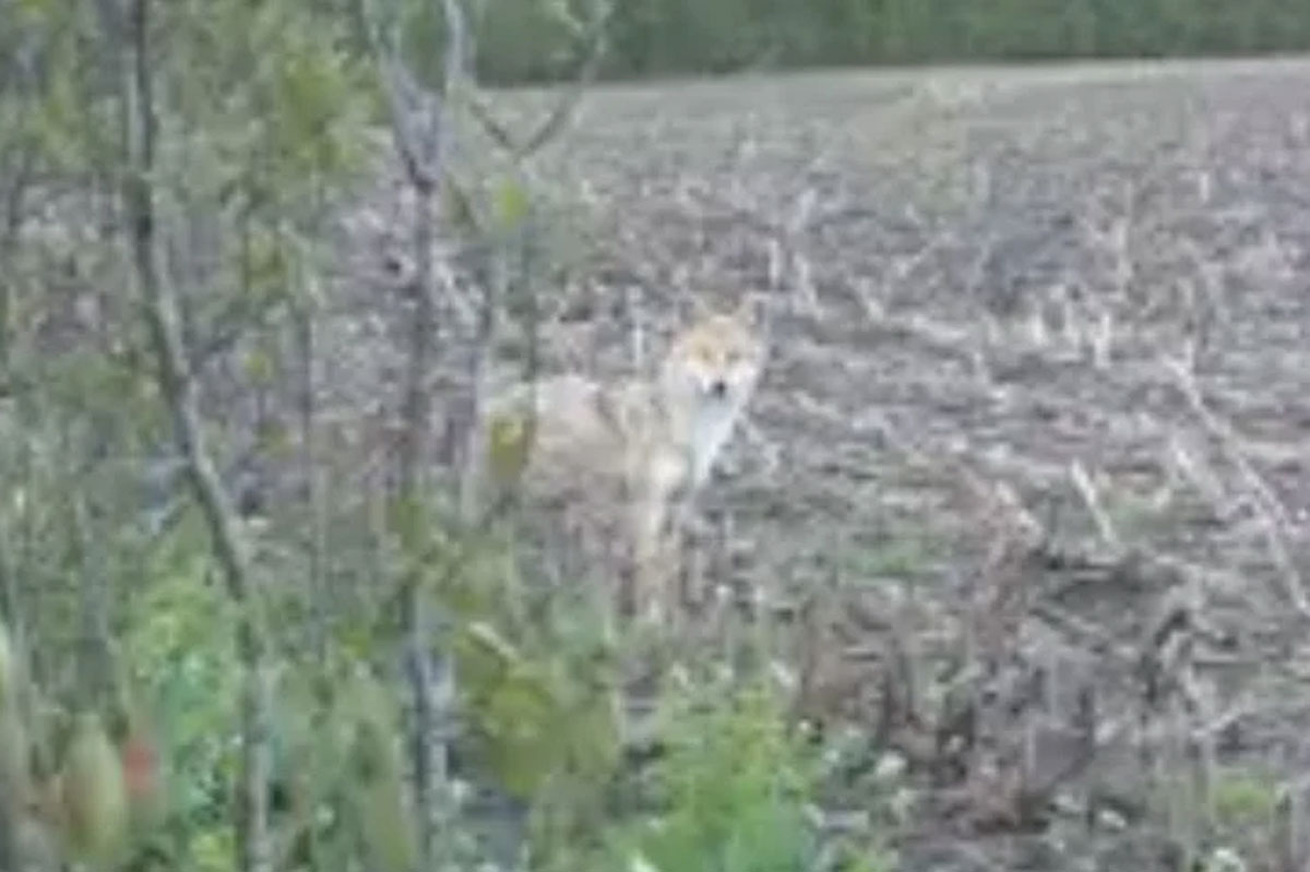 Would You Eat Coyote Meat? Here's a Taste Test of Coyote Backstrap
