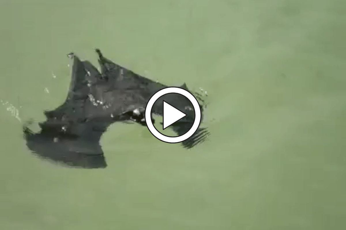 Did You Know Bats Can Swim? Here's Proof