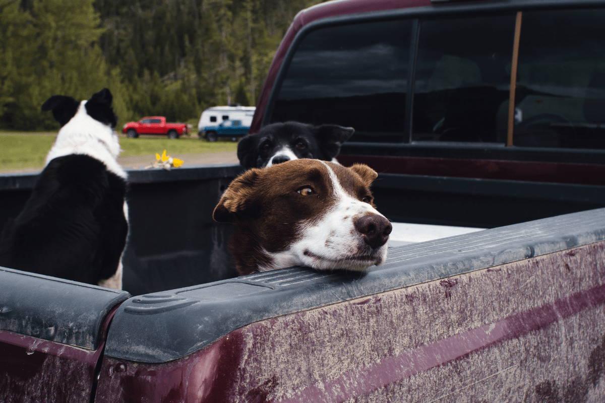 PSA Around 100,000 Dogs Die Annually Riding in Truck Beds
