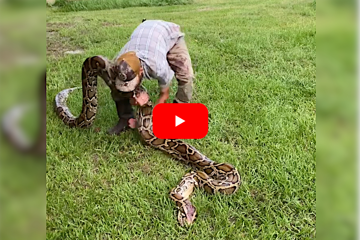 17Foot Florida Python Tests Solo Snake Hunter's Skills in the