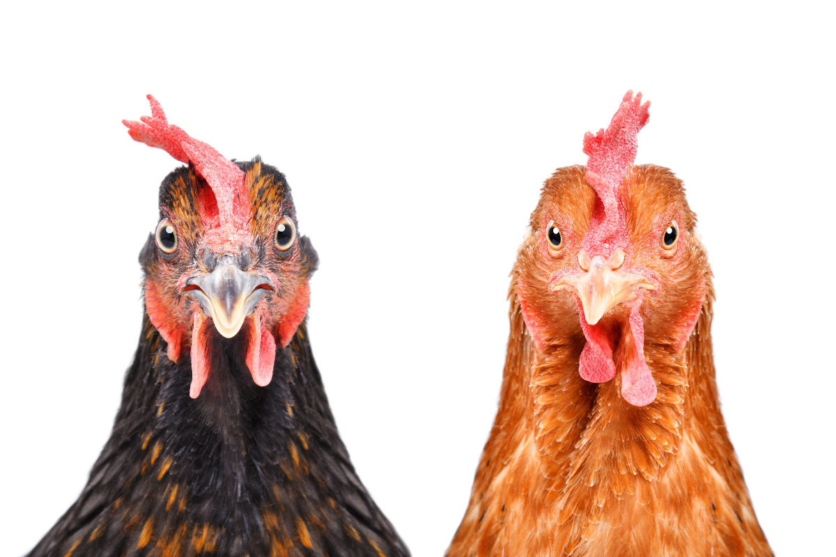 Can Chickens Eat Strawberries? The 411 On These and Other Treats