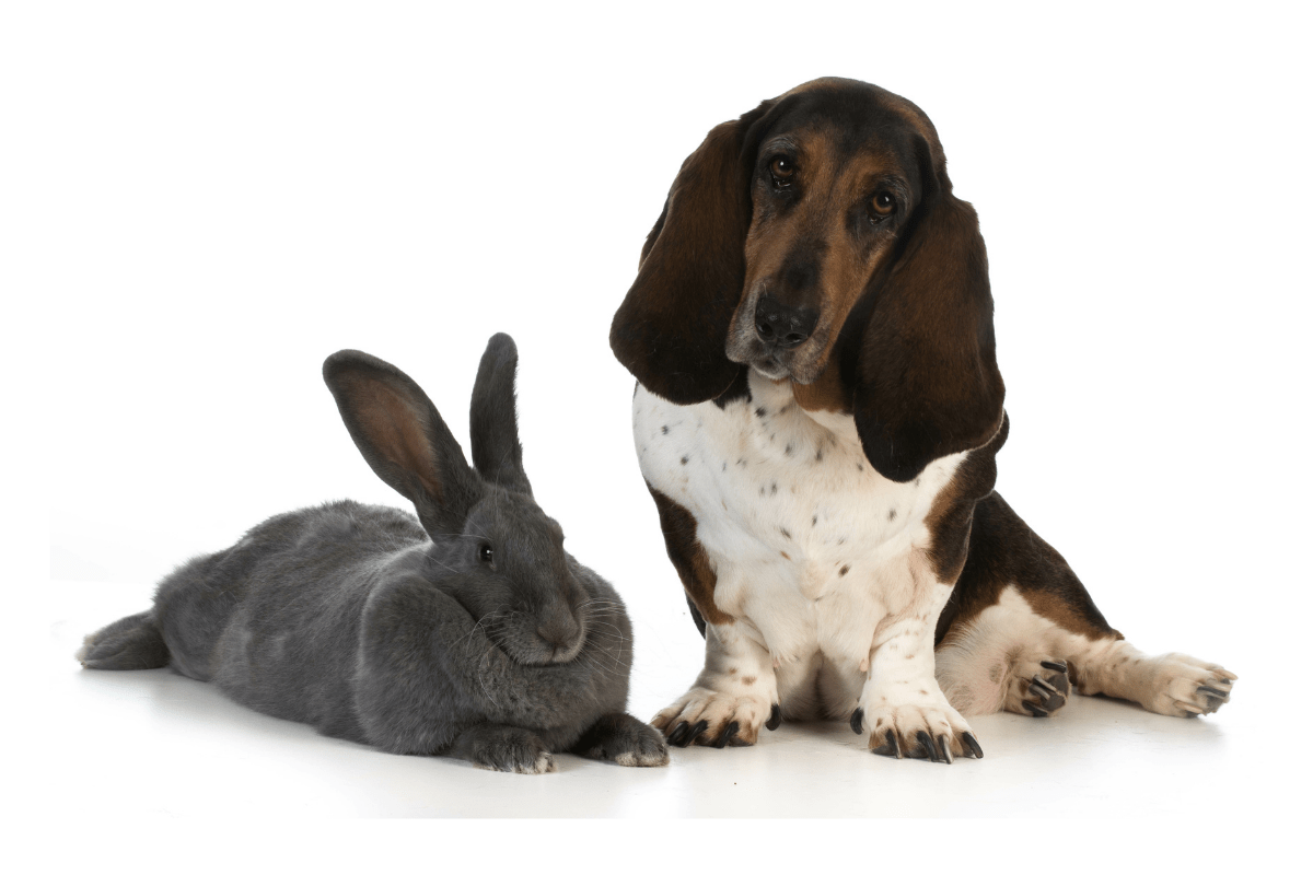 Flemish Giant Rabbits Food & Health Considerations as a Pet