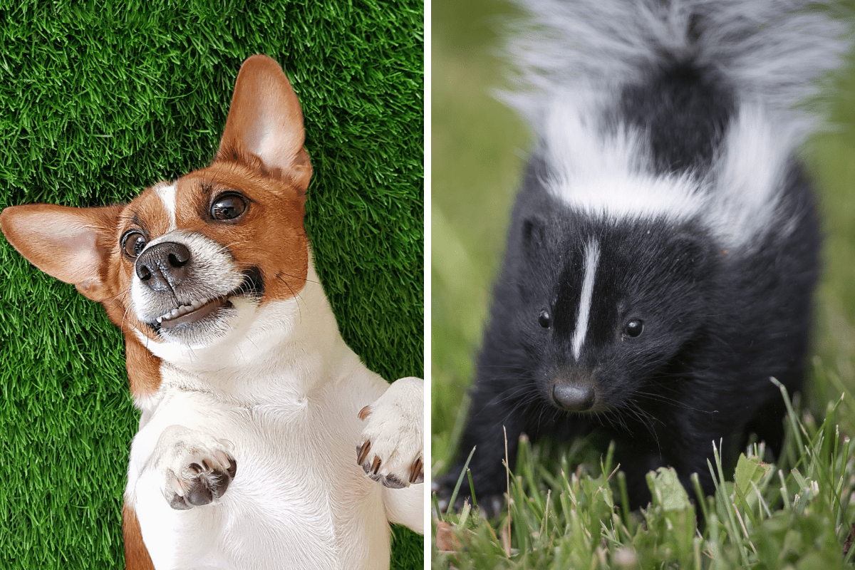 Dog Sprayed by a Skunk? How to Quickly DeSkunk At Home