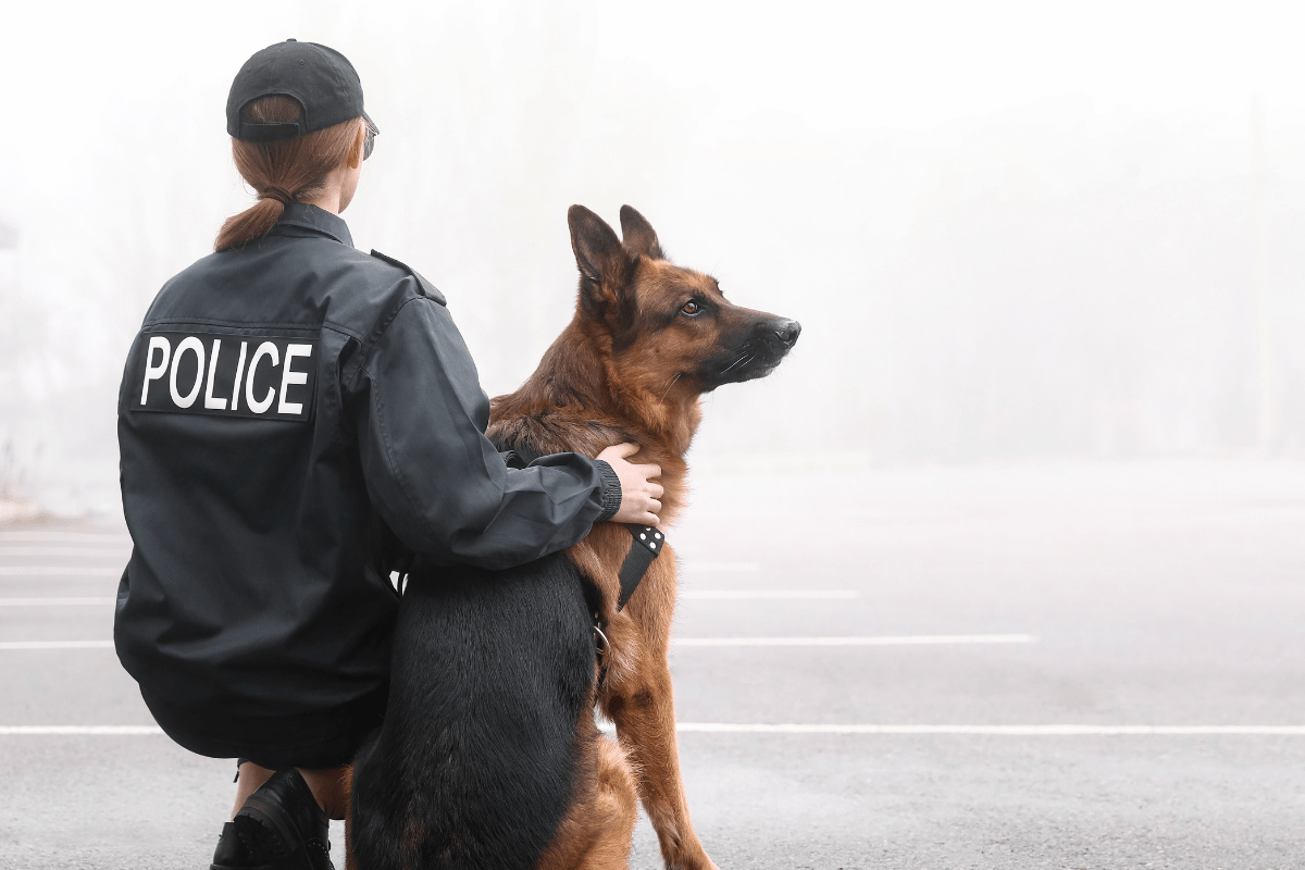 Do Police Dogs Make Good Family Pets