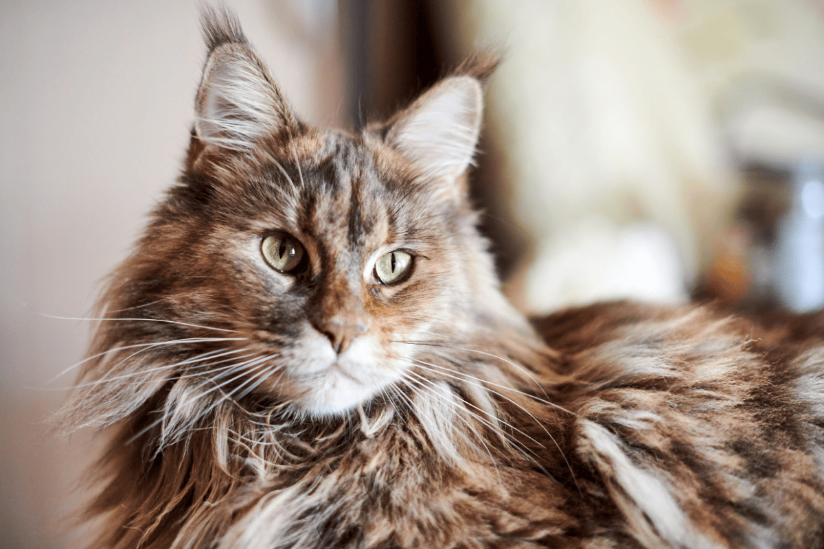 Long Haired Tabby Cats Coat Patterns, Breed Variations &amp; Grooming Tips