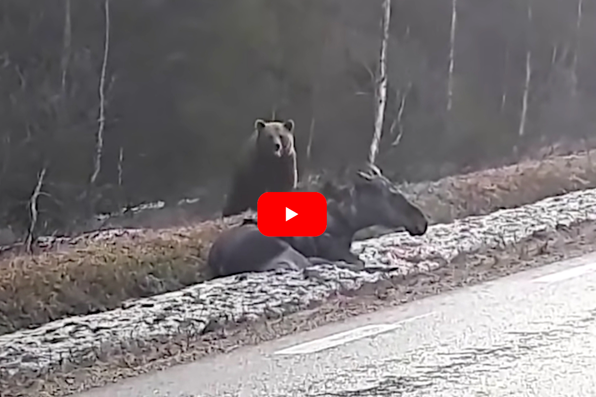 Bear Pulls Moose Off Road, Stuns Drivers Wide Open Spaces