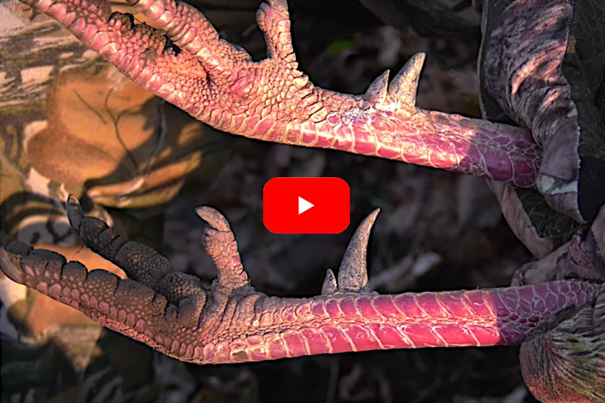 How to Remove Turkey Spurs for a Spur Necklace Wide Open Spaces