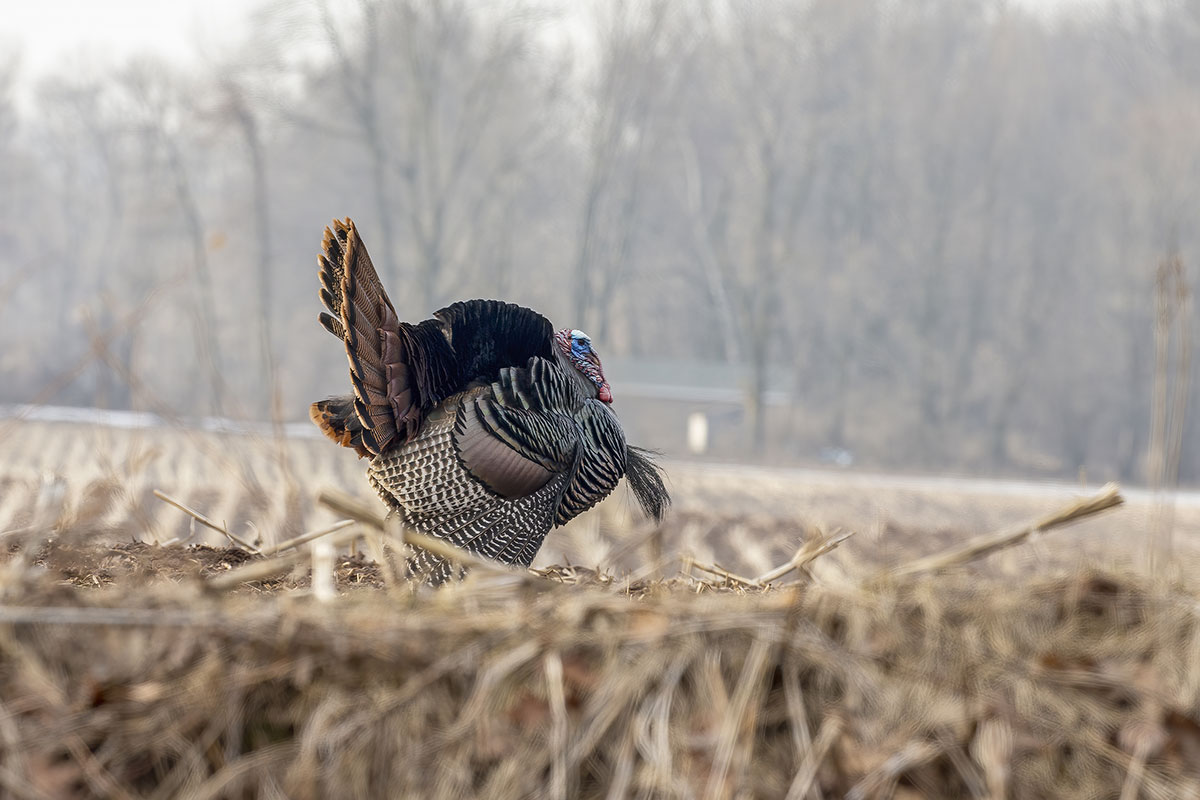 Turkey Hunting in the Rain Gear and Tactics That Can Make It Bearable