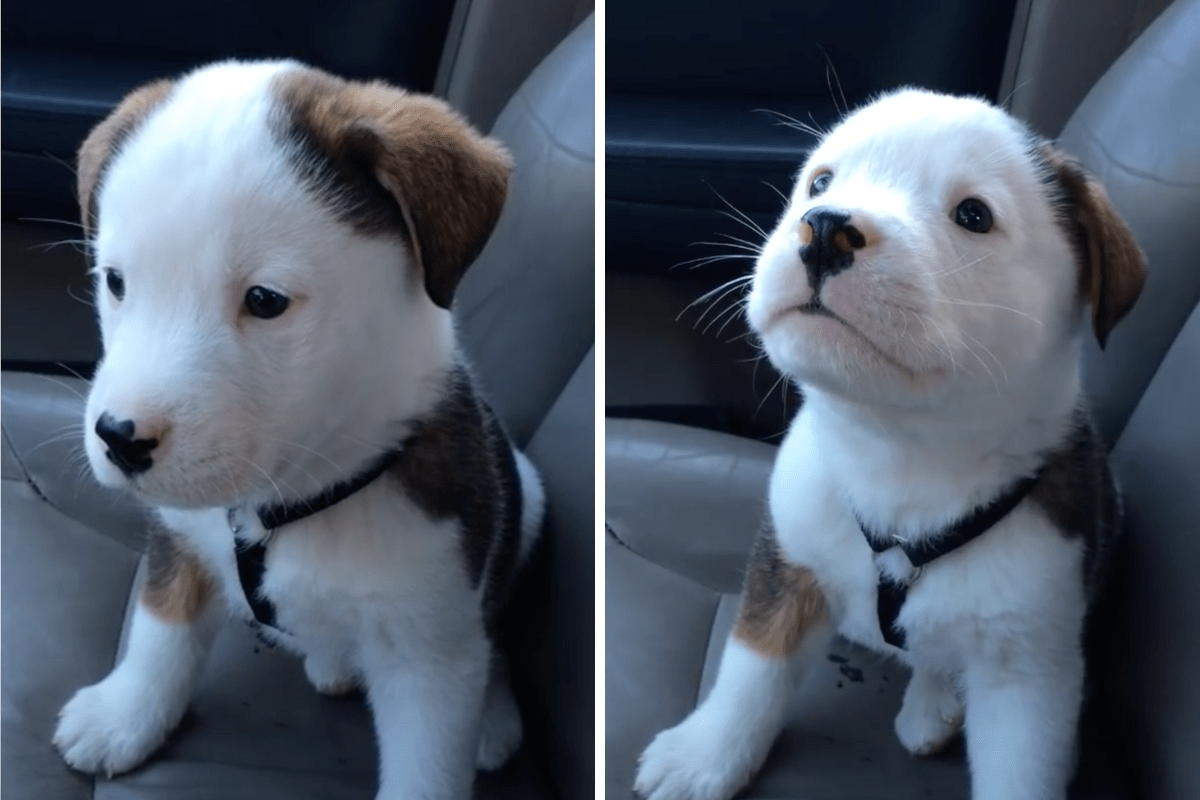 Tiny Puppy, Confused By His Hiccups, Furious