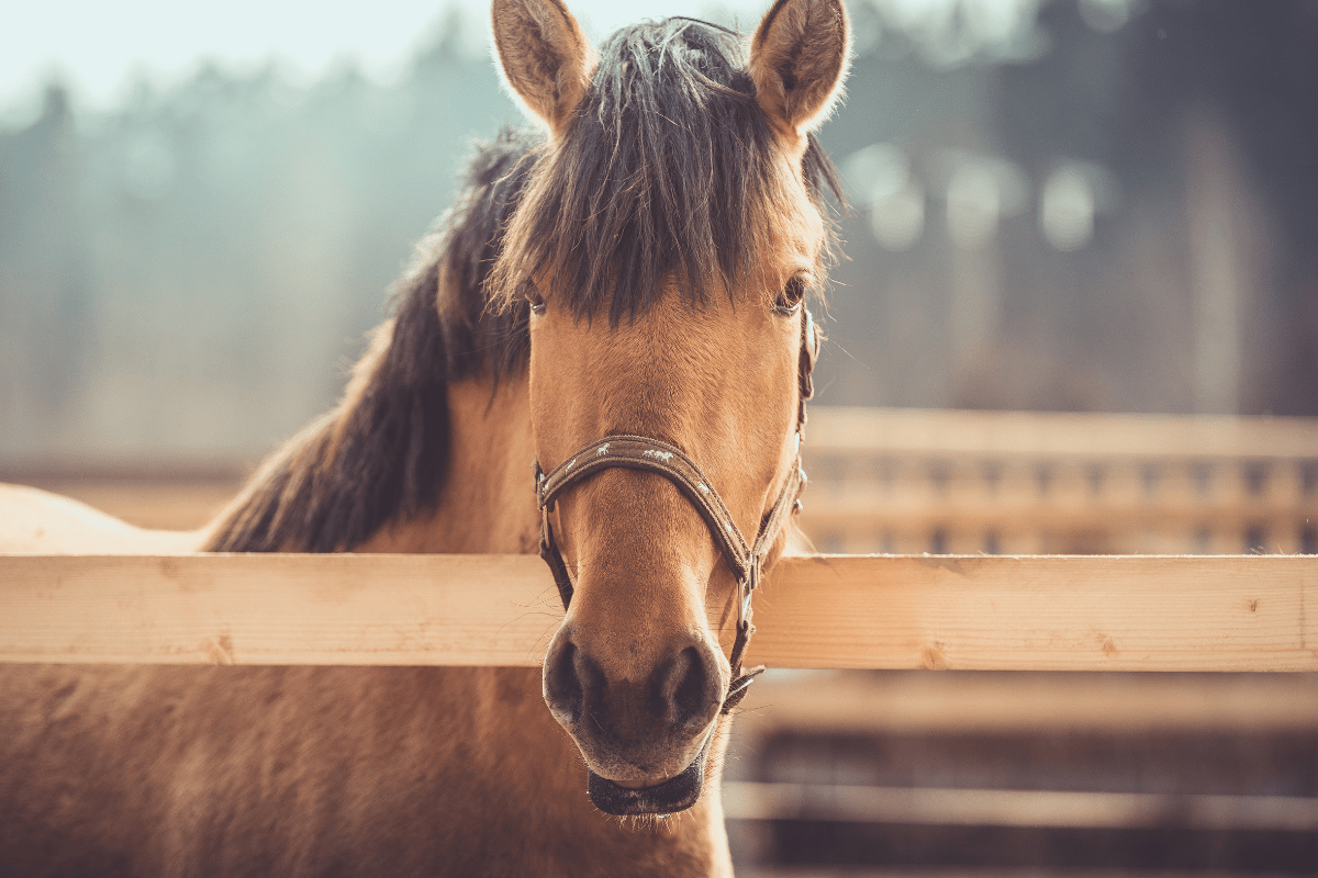 10 Best Horse Toys of 2022 That Can Help Alleviate Boredom for Horses