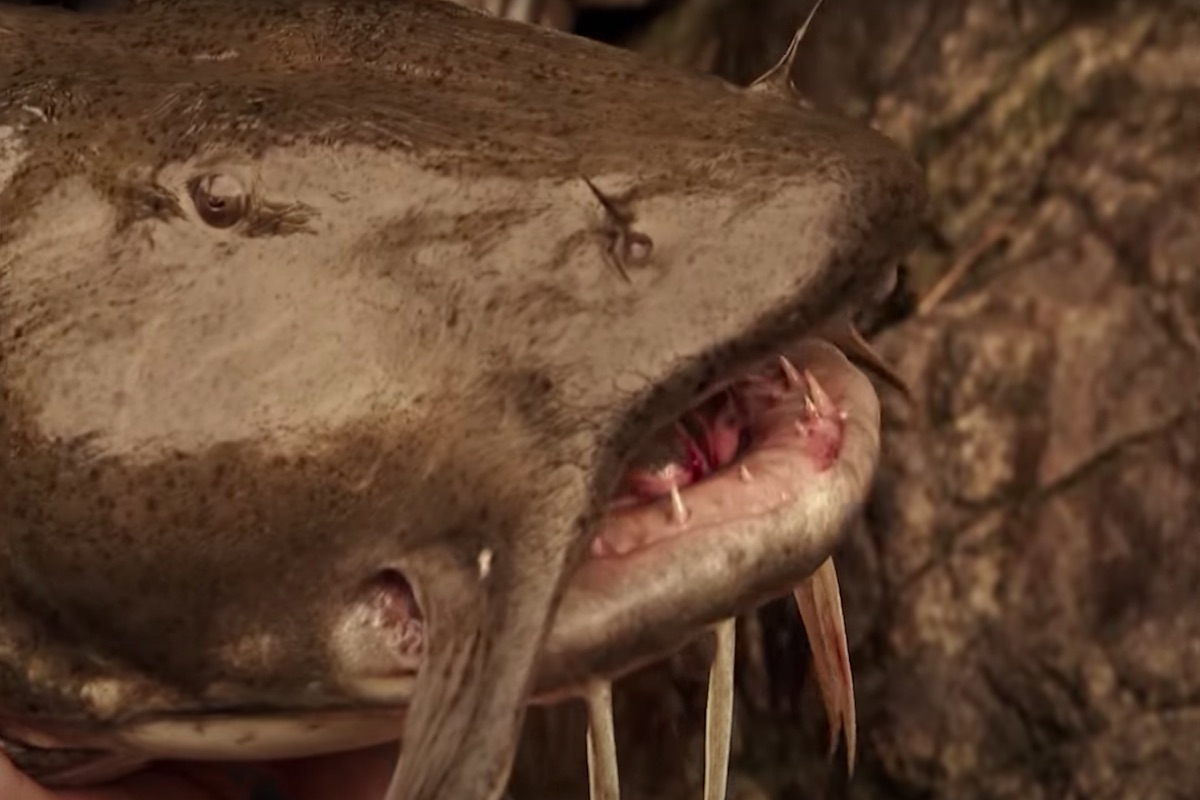 Goonch Catfish The Giant Devil of India's Freshwater Rivers Wide Open Spaces