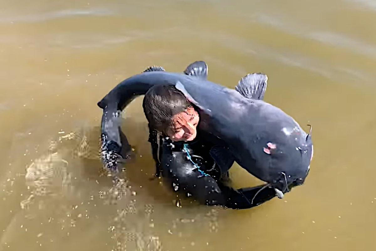 Hannah Barron Wrestles 45Pound Blue Catfish in Early Season Noodling