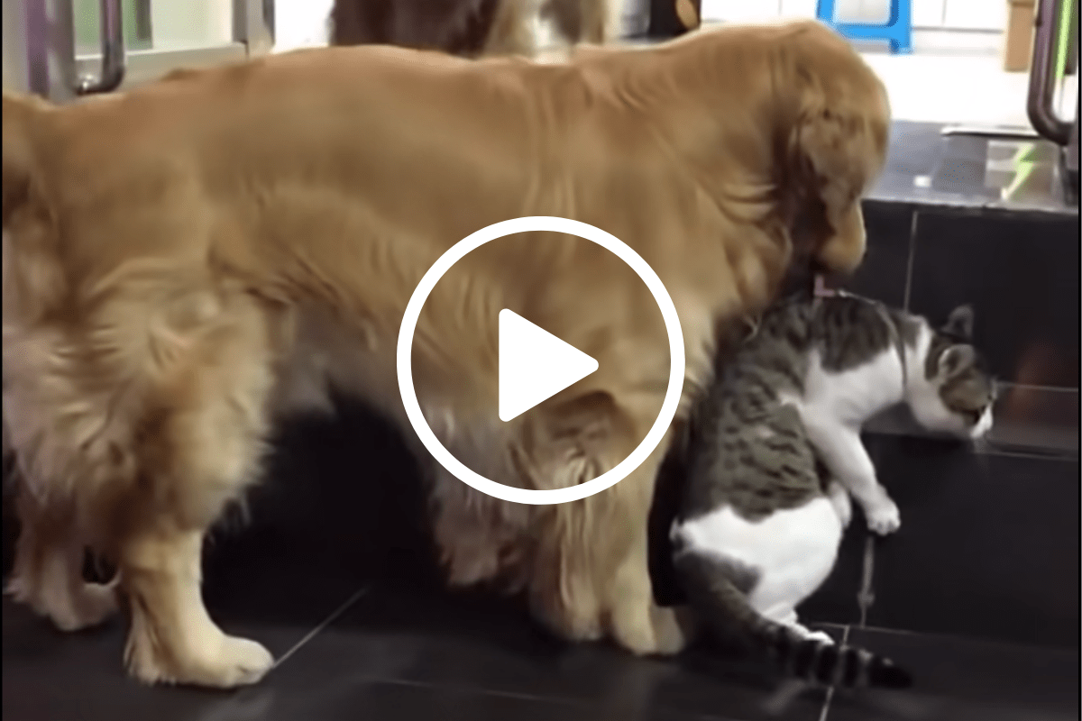 Golden Retriever Steps In, Pulling Cat Away from a Fight