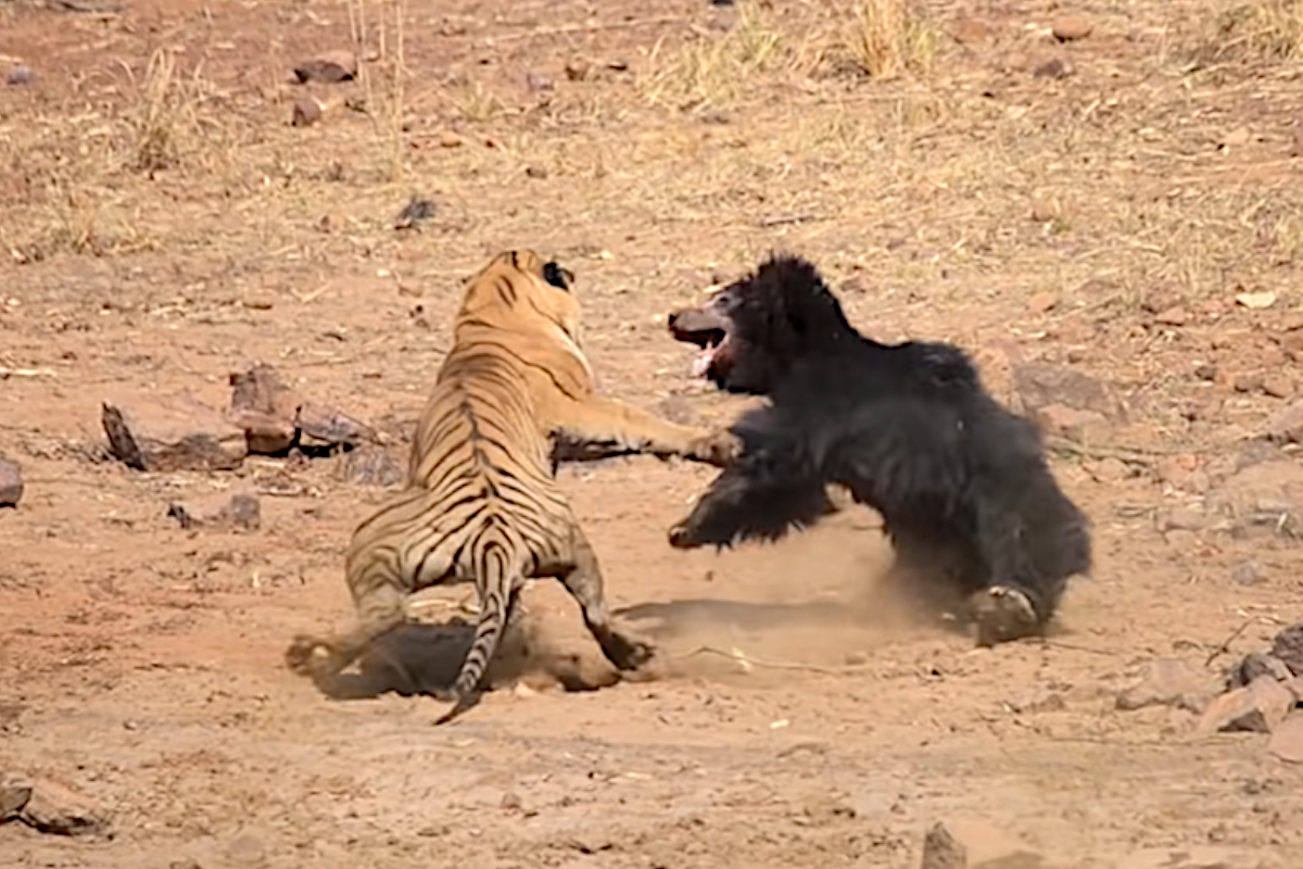 Tiger Vs Bear Fight