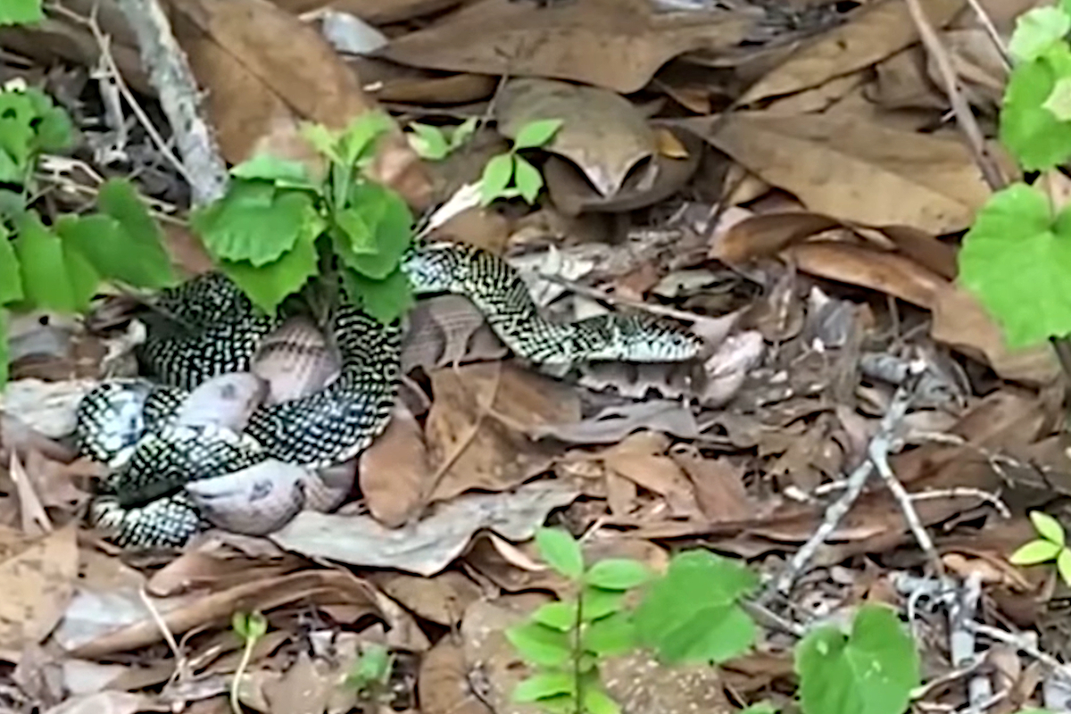 Learn the Right Way to Skin, Gut and Cook a Copperhead Snake Wide