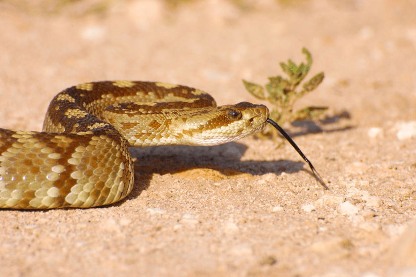 Where Killing Snakes Is Legal (And Illegal) in All 50 States