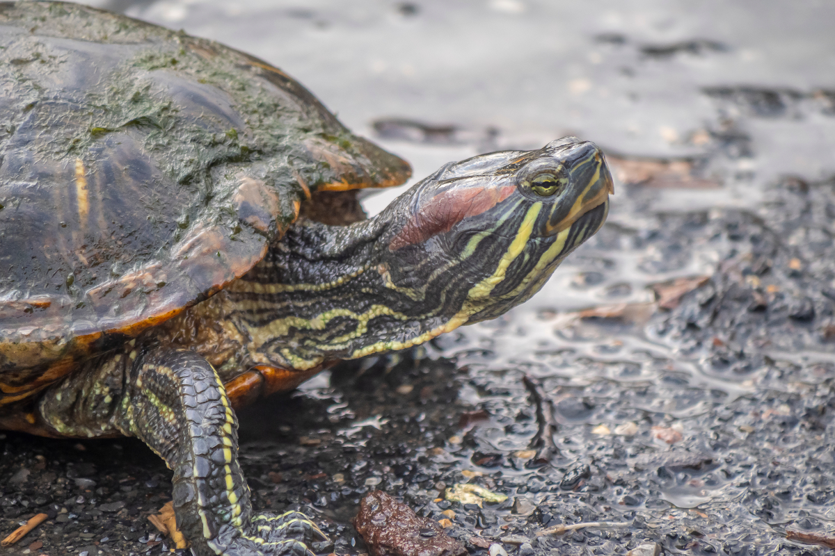 Eastern Painted Turtle One of North America's Most Common and Colorful Reptiles Wide Open Spaces