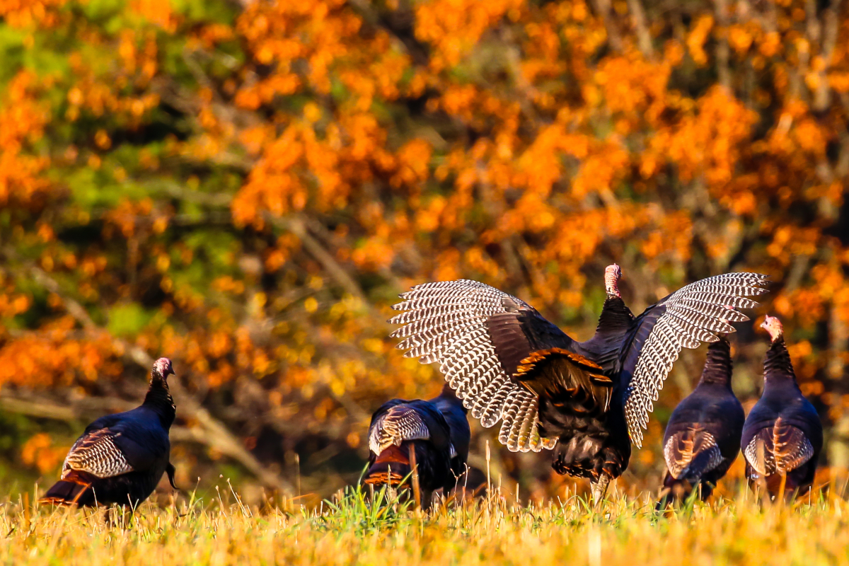 Turkey Anatomy Lesson to Ensure Clean Bow Kills