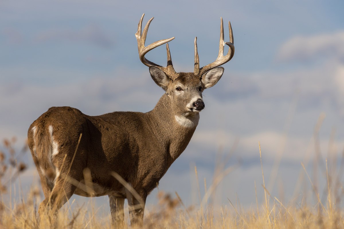 10 Worst Deer Hunting States in America