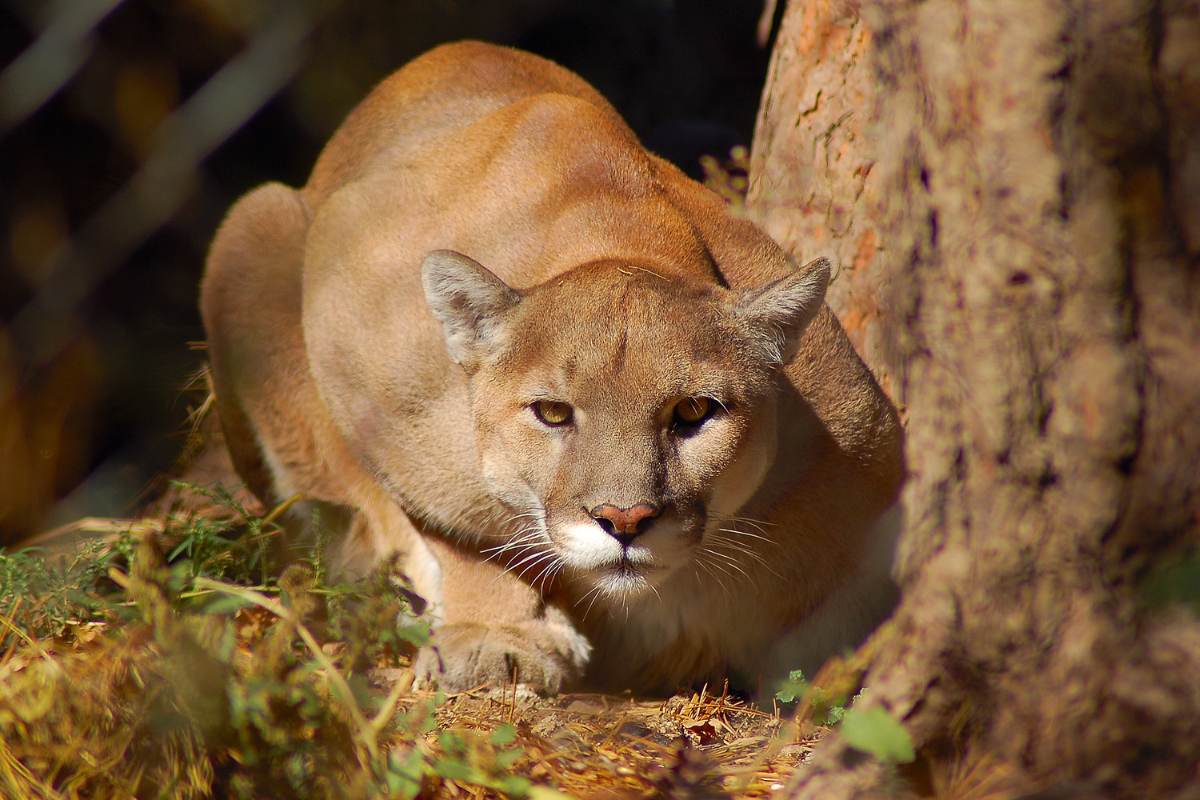 Mountain Lion Hunting 101 Where, When and How