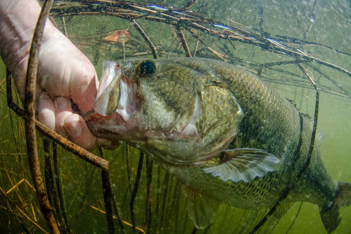 Best Baits for Spawning Bass Shakey Heads, Creature Baits, and More